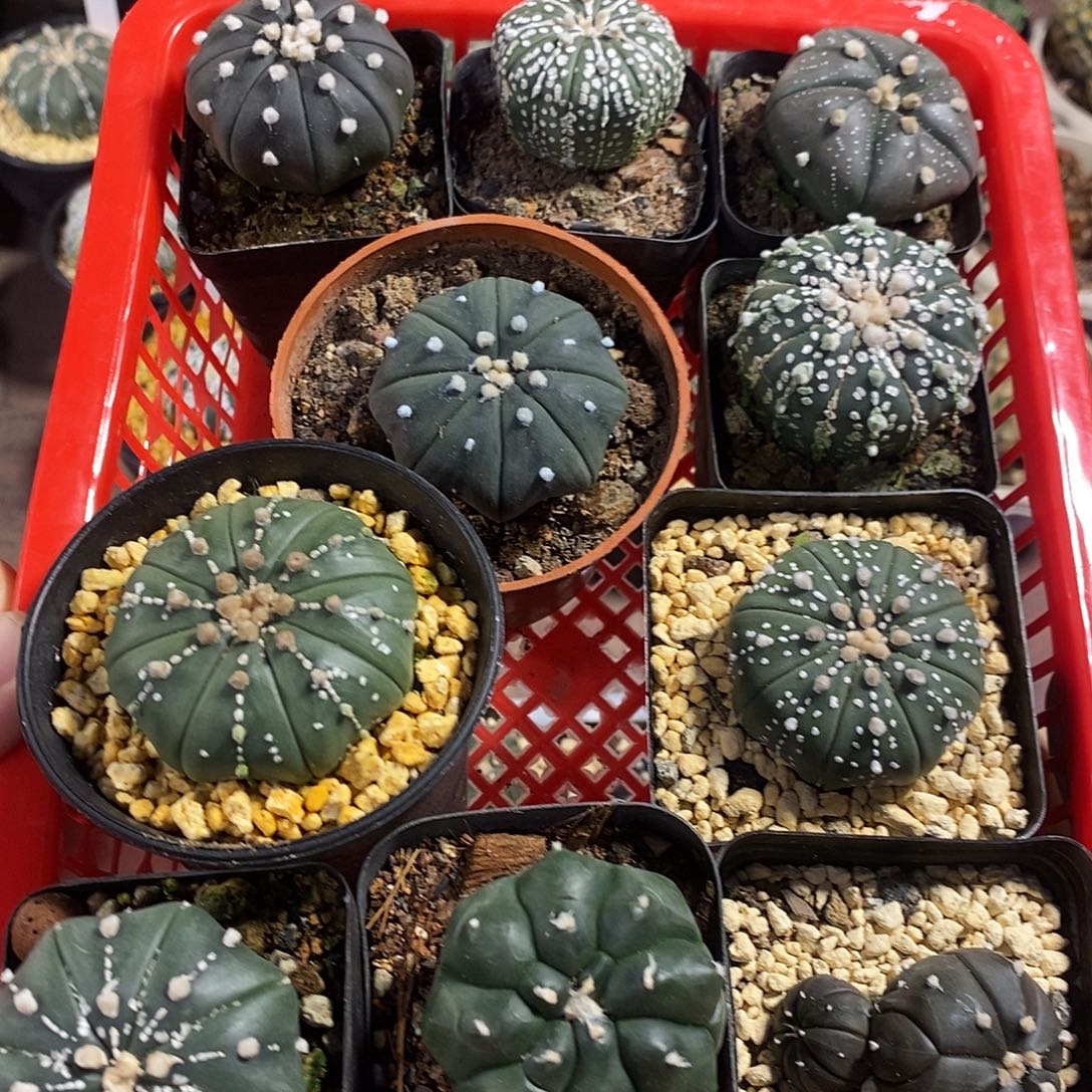 冬***苗多颗兜组合，实生的