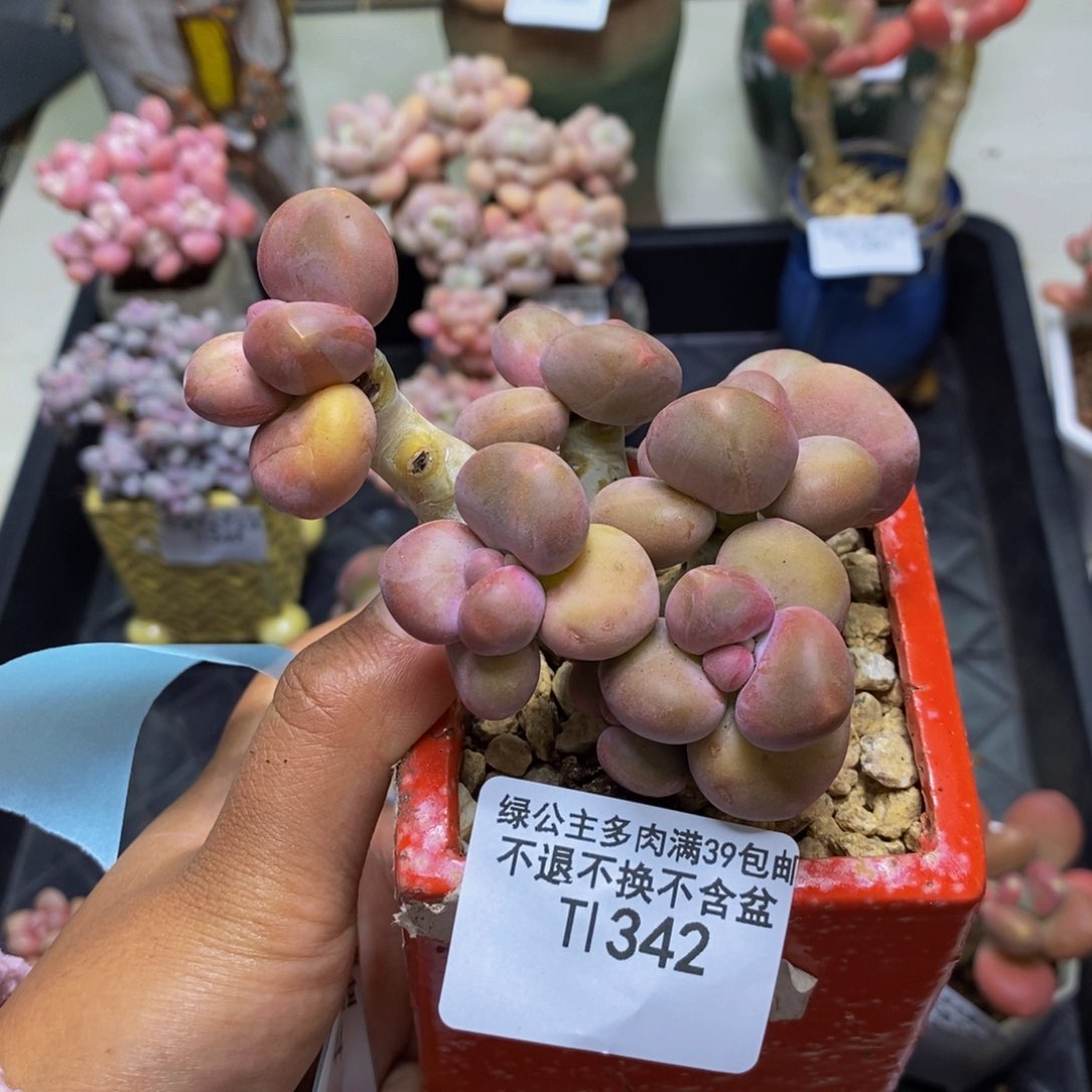 342芒果奶kk奶多肉7c m