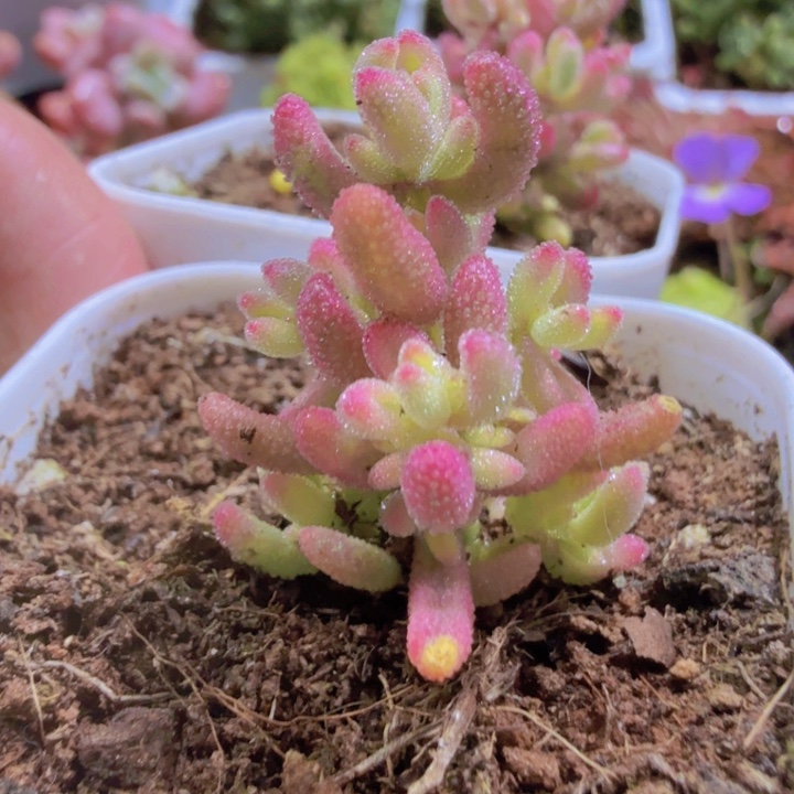 红宝石锦王炸一颗