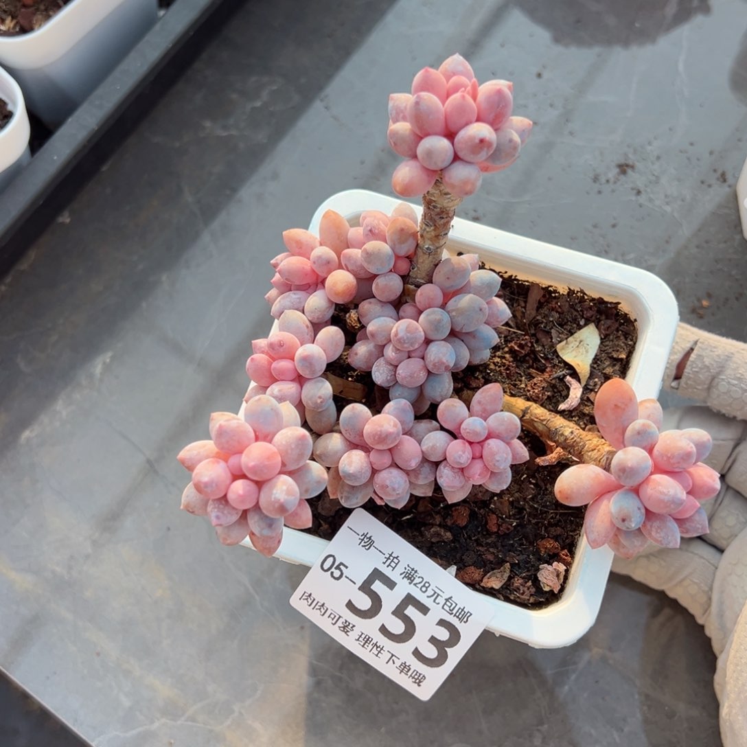 婴儿手指多肉多肉多肉多肉