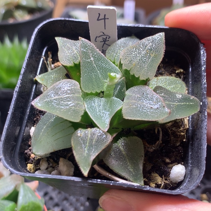 4号实生寿一物一拍