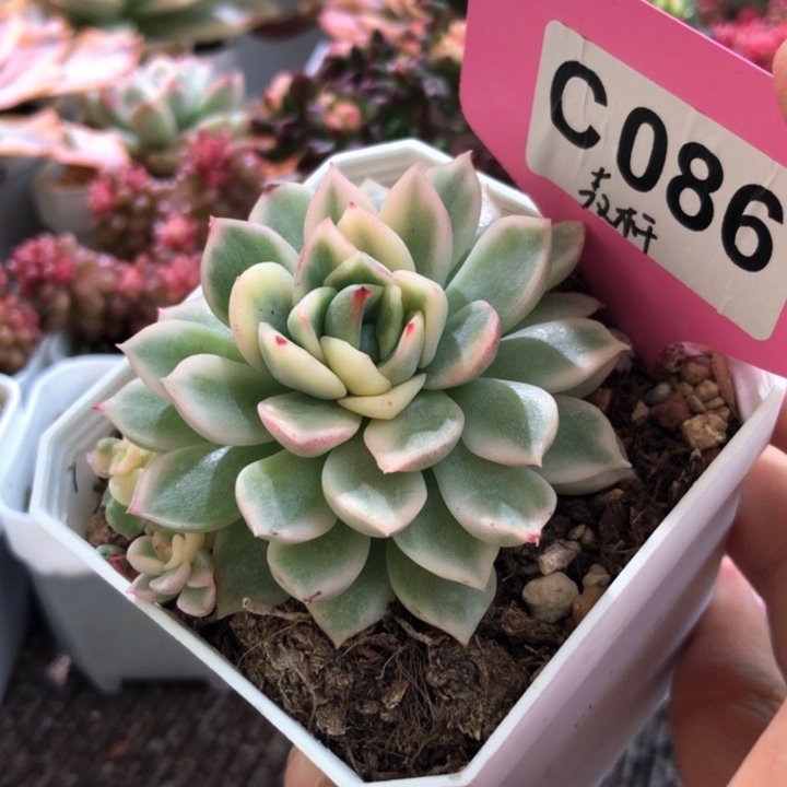 麦秆覆轮锦有根有