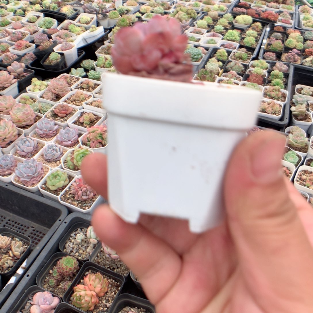 无花朵小白方盆100个