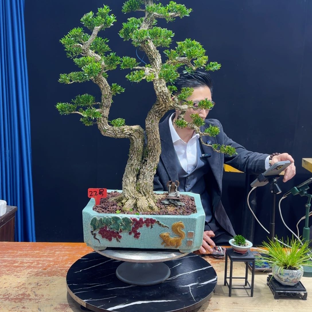 黄杨室内室外盆景艺术