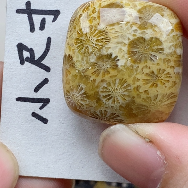 颈饰未镶嵌硅化珊瑚（珊瑚玉）