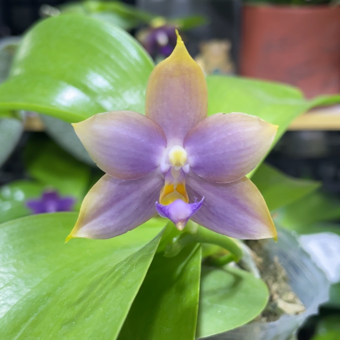 完全开放1111111122222