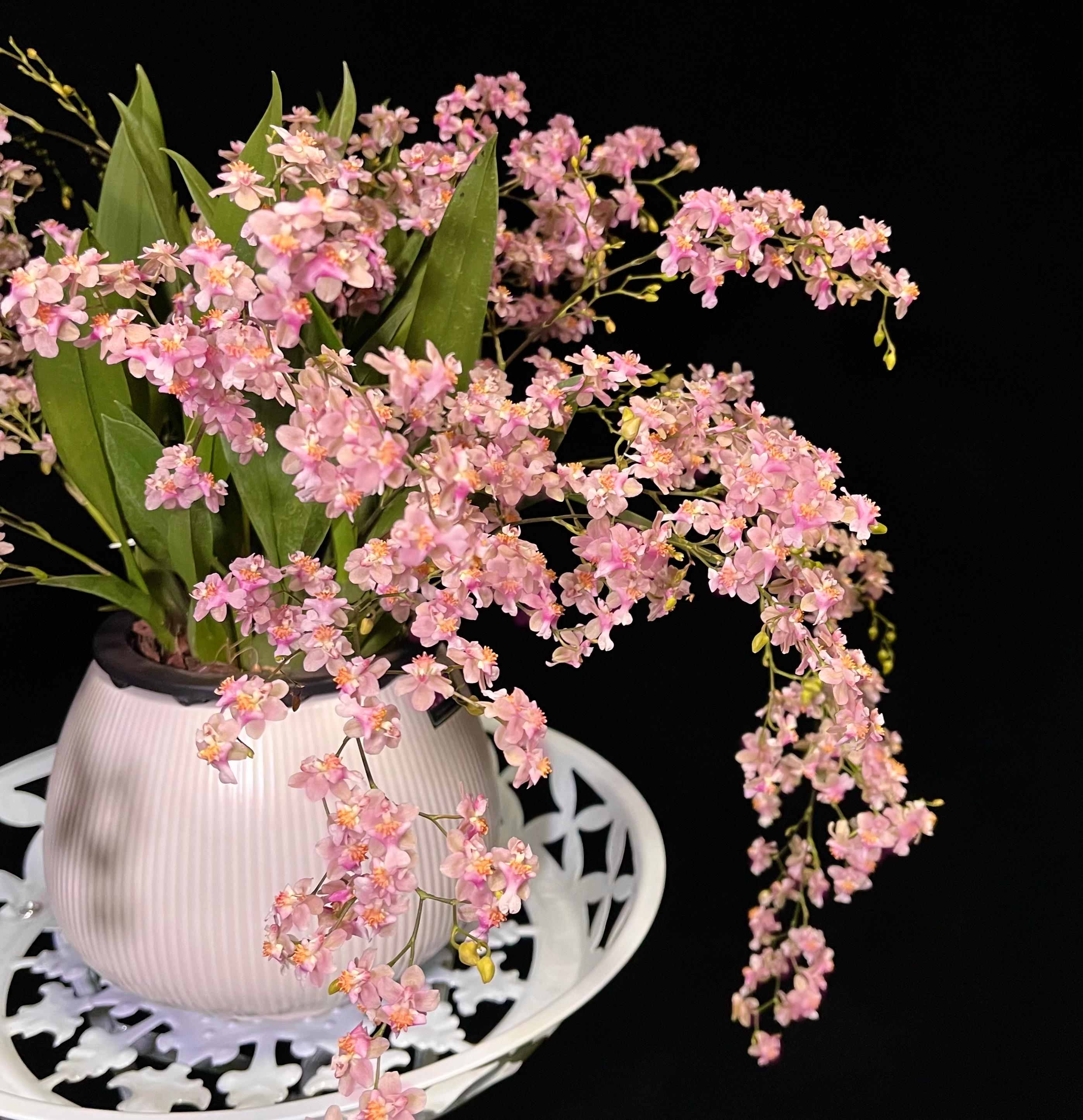 【光宗粉】梦香兰浓香香水兰室内花卉绿植好养护