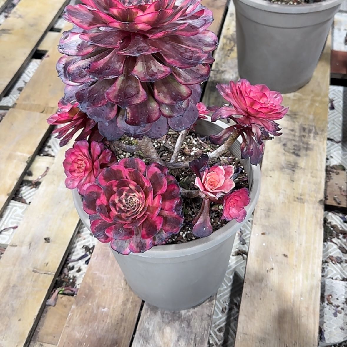 【闪购商品】冬*法师多肉