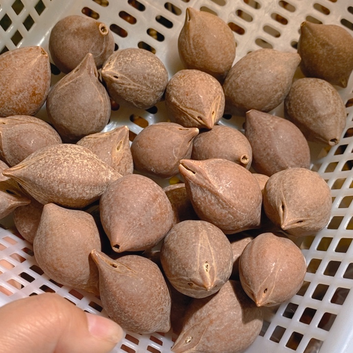 10颗野生三花大橄榄