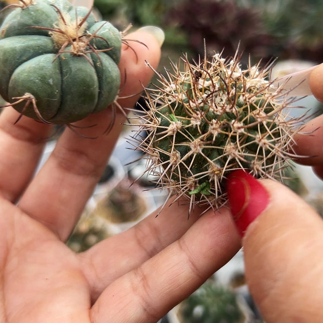 平丸加逆豹仙人球666666666