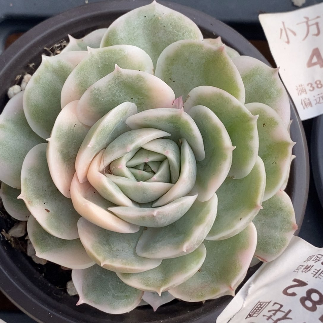 482昂斯诺锦单头带根