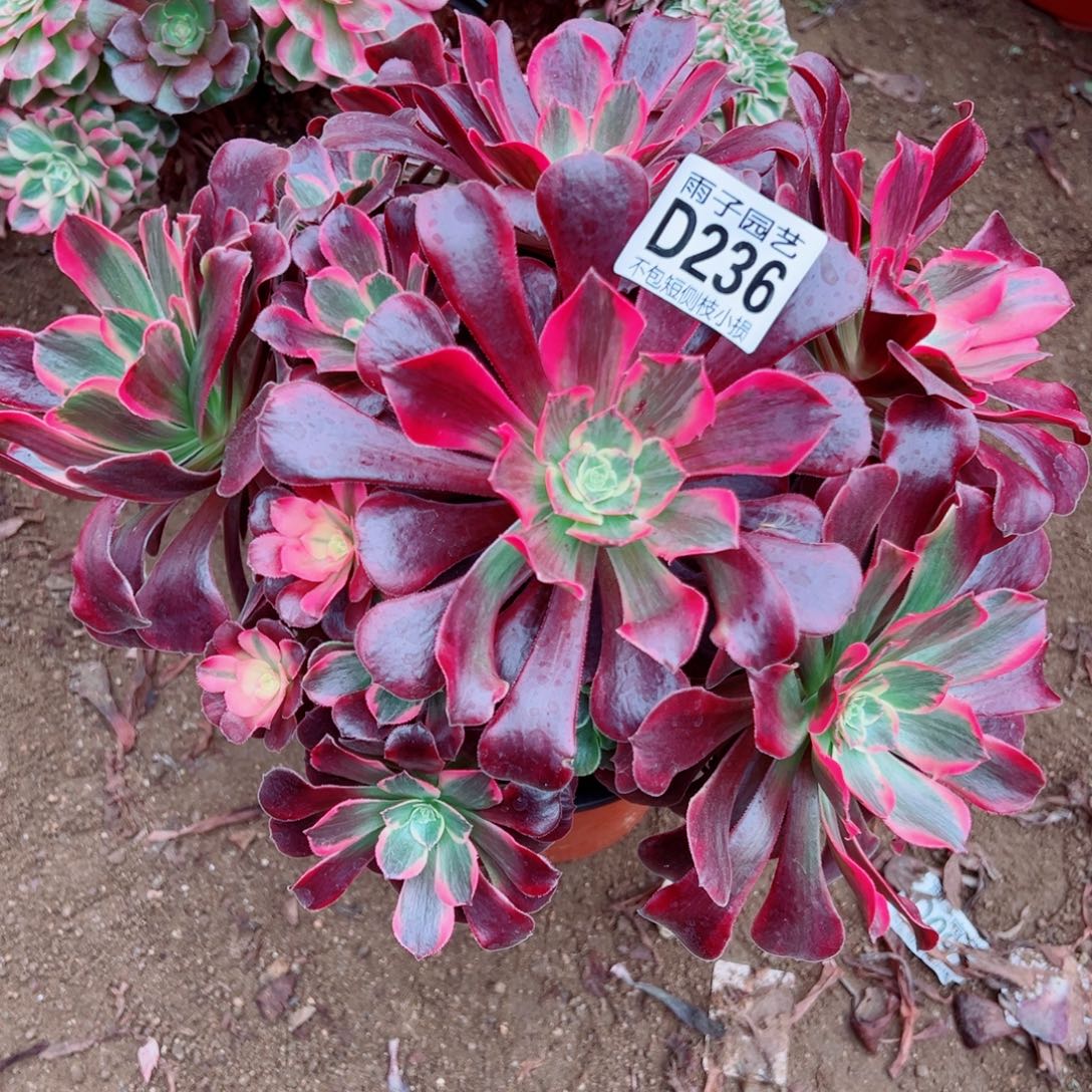 236凤冠雨子多肉植物