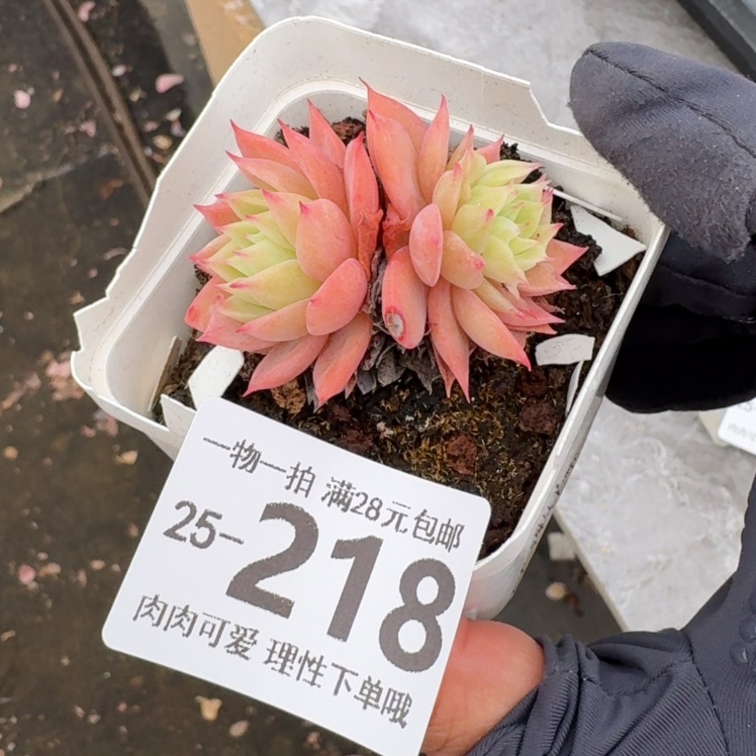 三色堇无盆土发货无