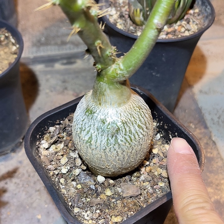 满38包邮2天凑单，脱土晾根发货多肉植物实生的天马空