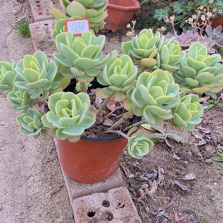 风***?鸡蛋碧头27杠66号