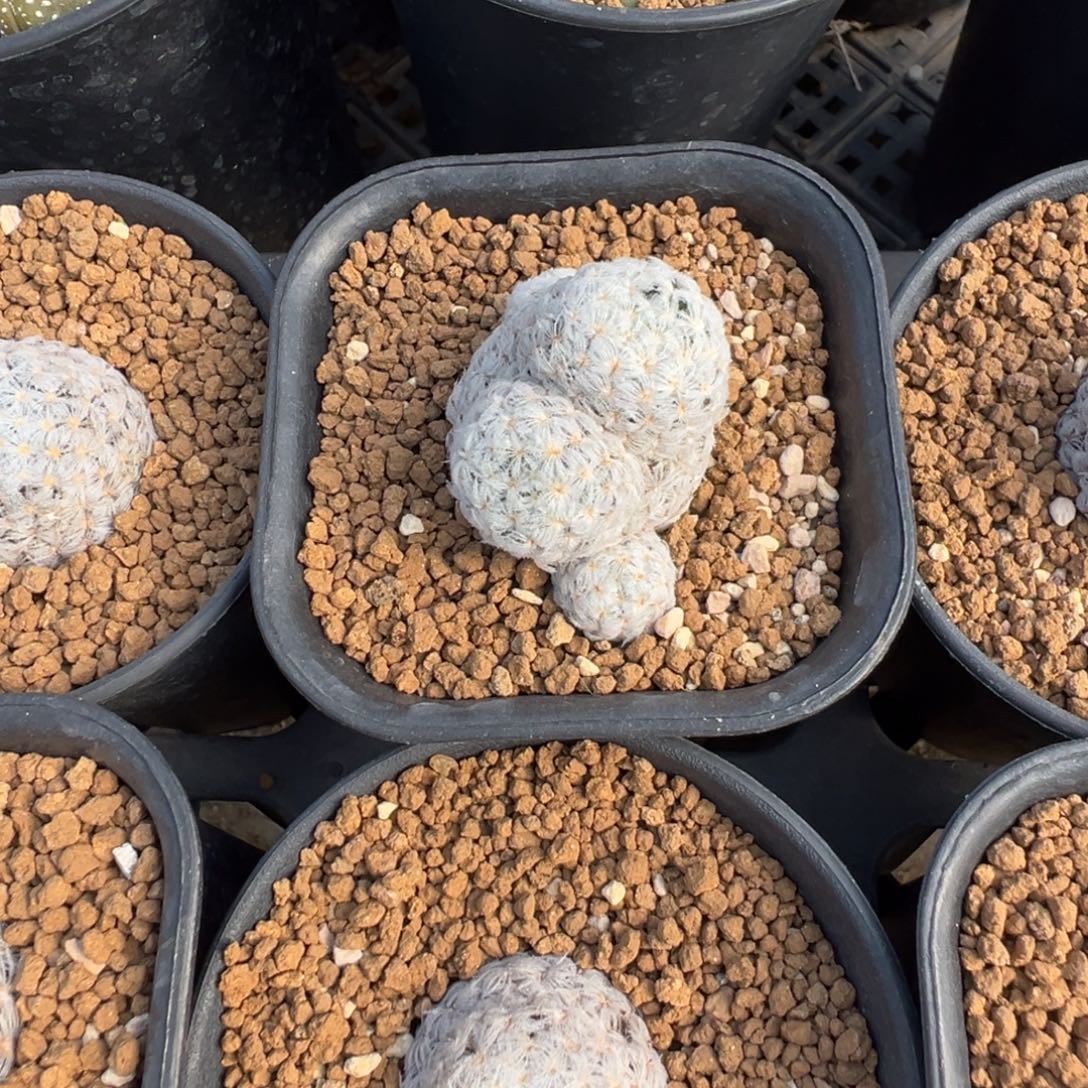 ꧁***꧂杜威丸多肉植物带盆土