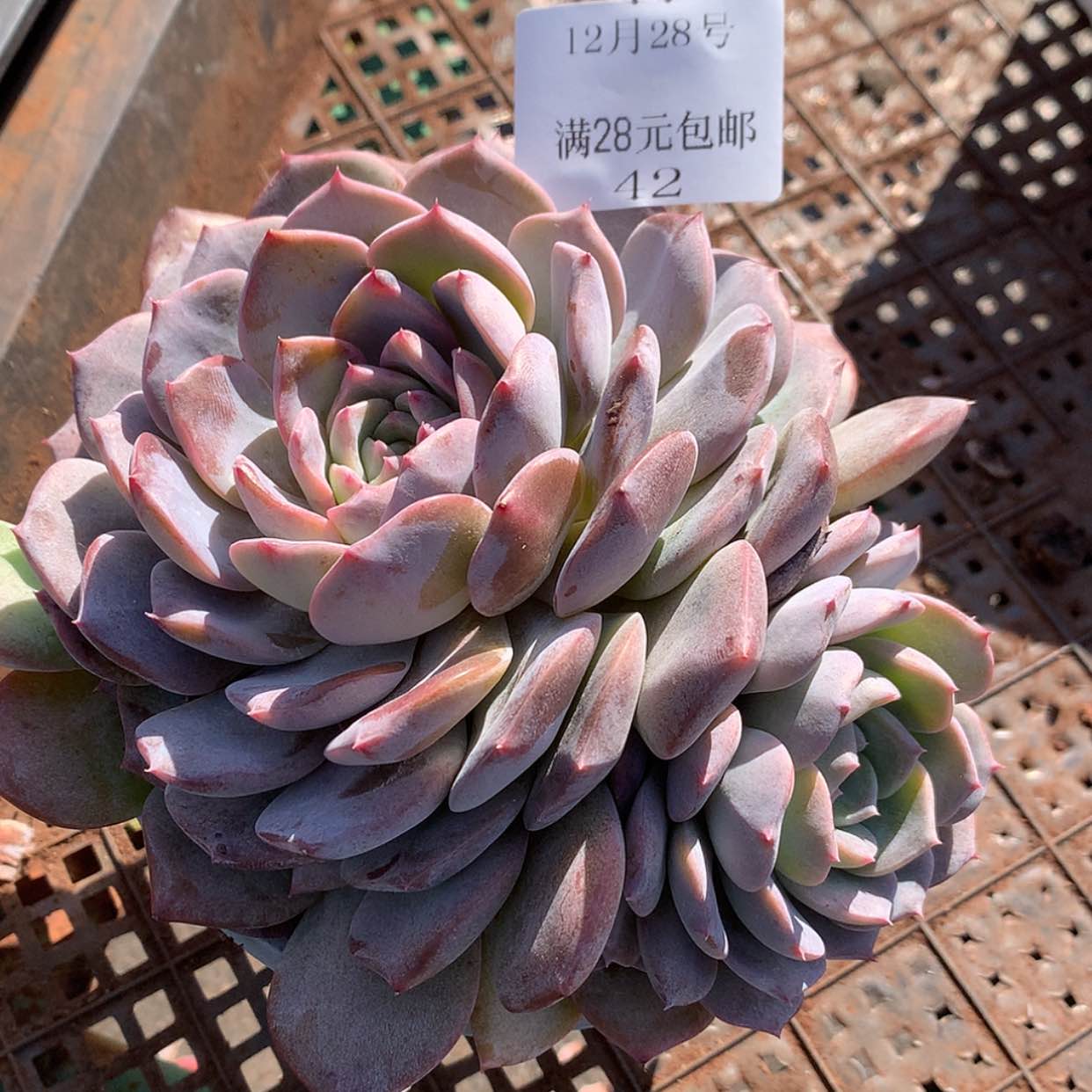 【闪购商品】云42号雪颜