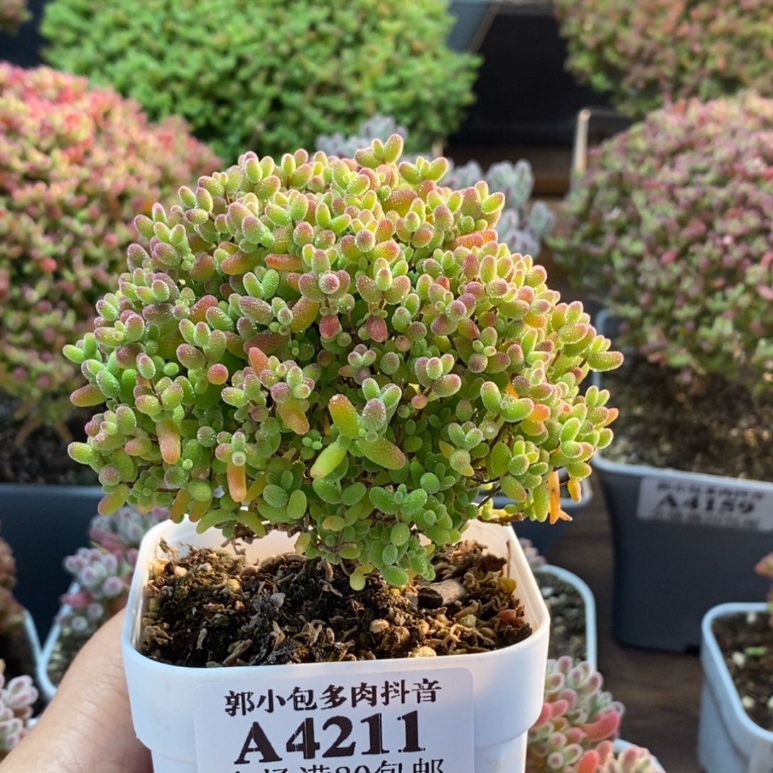 用***6蜜橘糖球4211枝干番杏