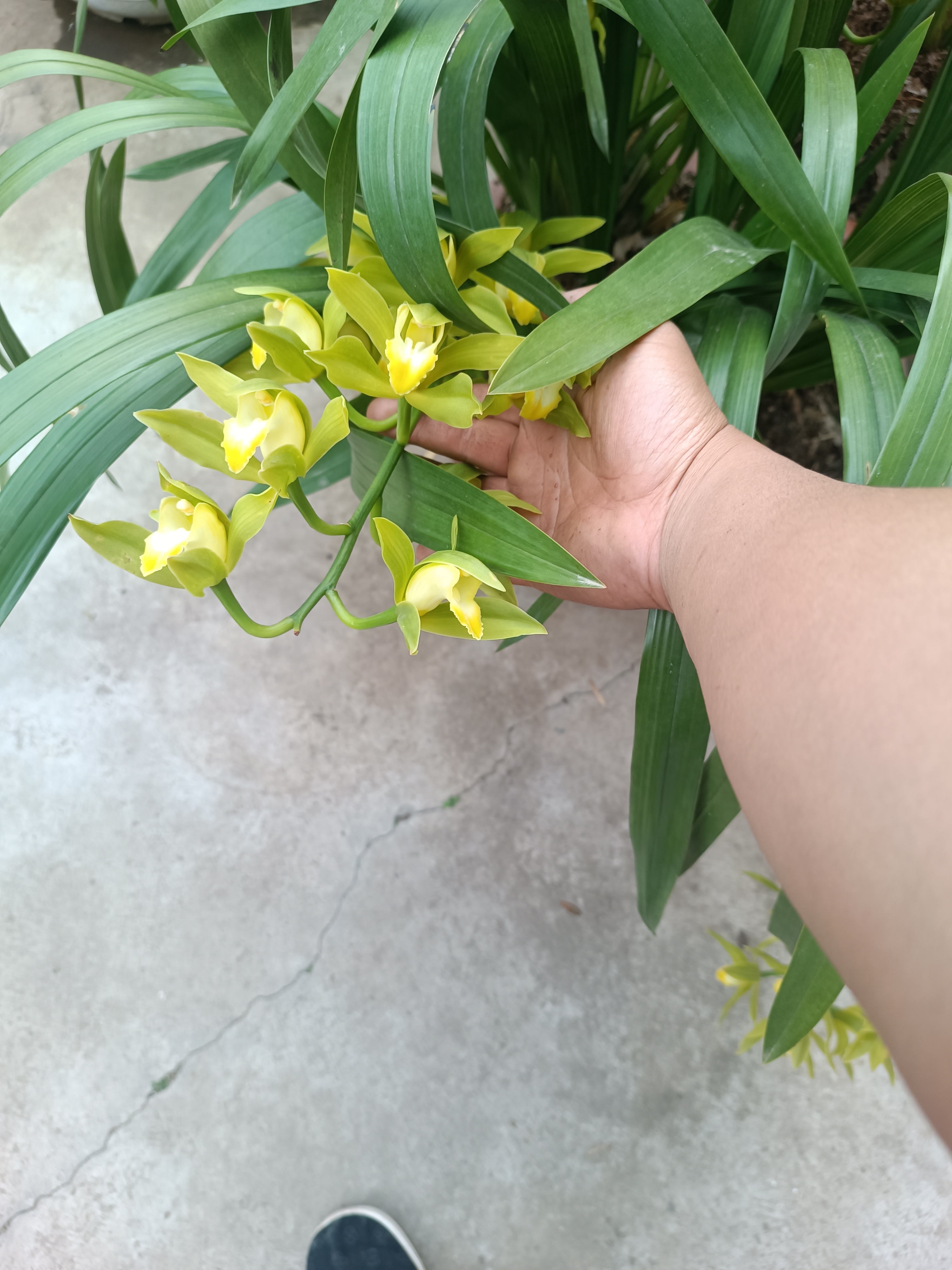 大理原生虎头兰绿植盆栽绿植沙斑碧玉素两苗兰花盆栽植物绿兰兰草