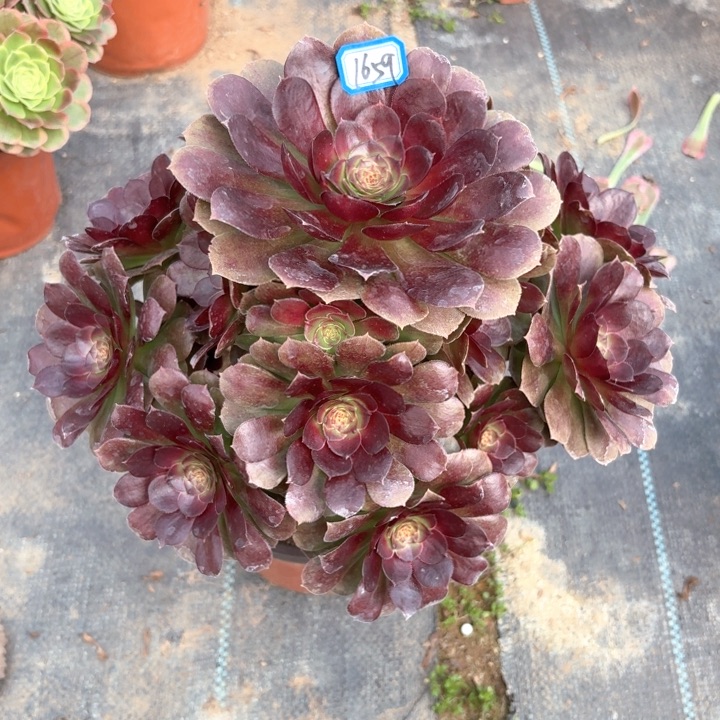 黑魔万1659法师多肉