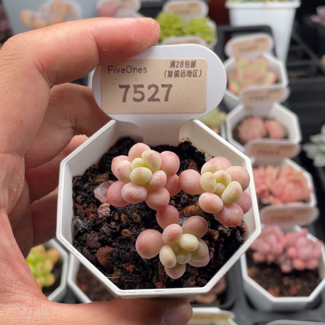 鱼子酱7527-4.5厘米