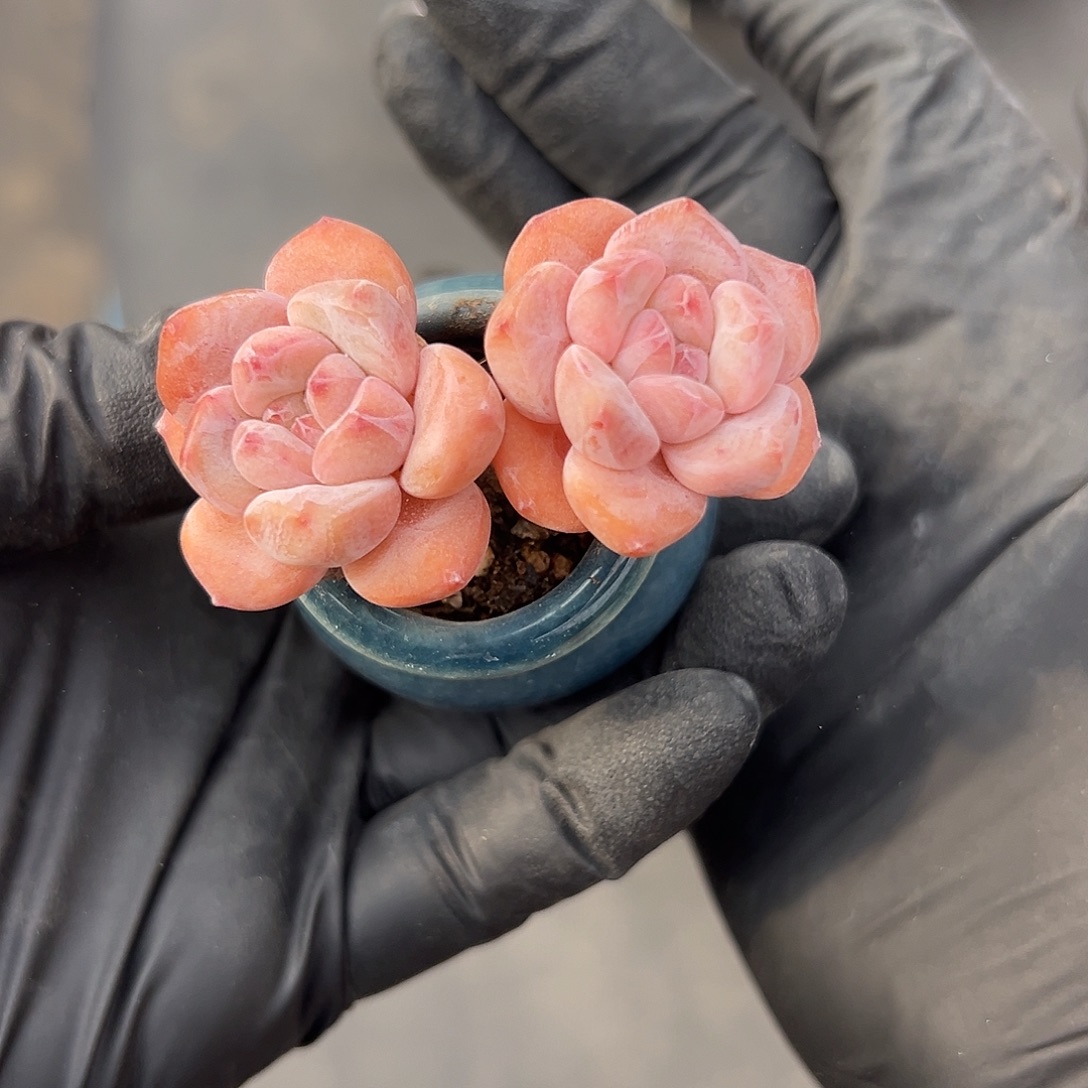 2650，双头紫梦露带盆发的