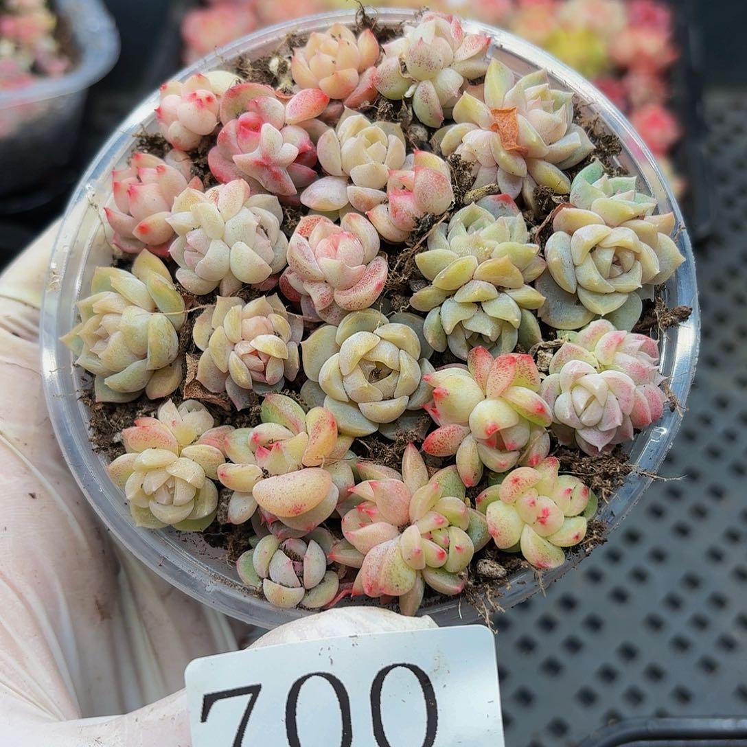 多肉植物多肉植物700