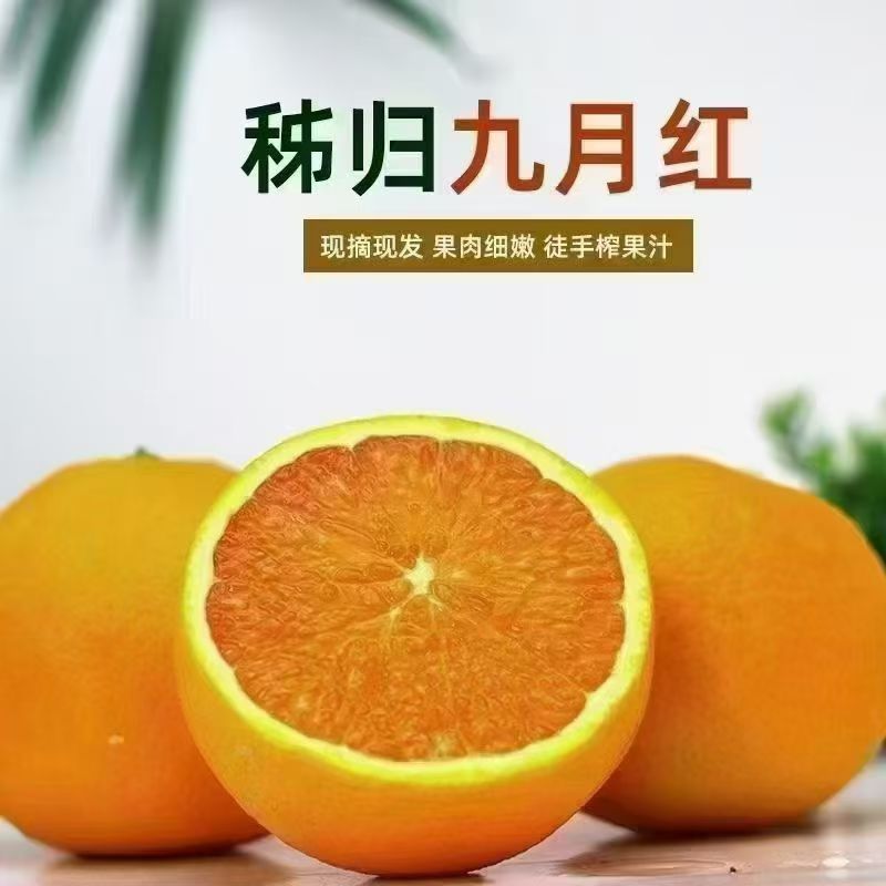 秭归脐橙新鲜现摘甜橙子产地直发当季孕妇水果香甜多汁