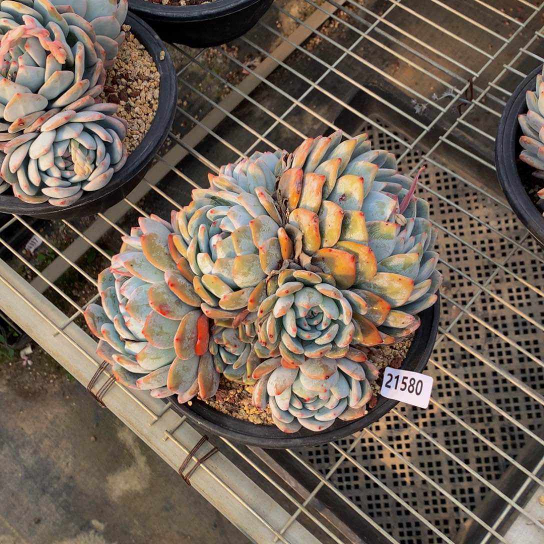 淡****火21580多头一哥们问一下他