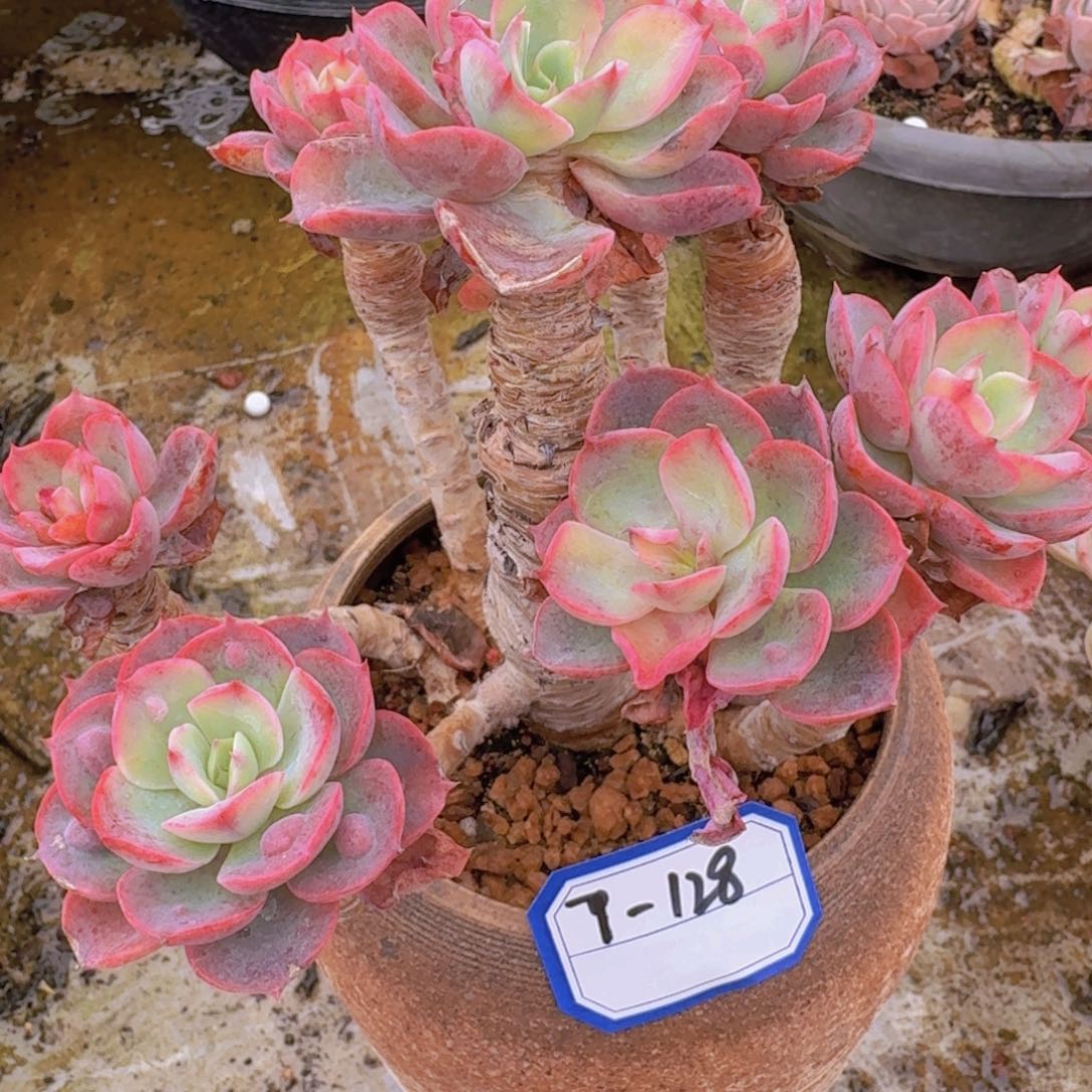 7-128雨滴凡艺多肉