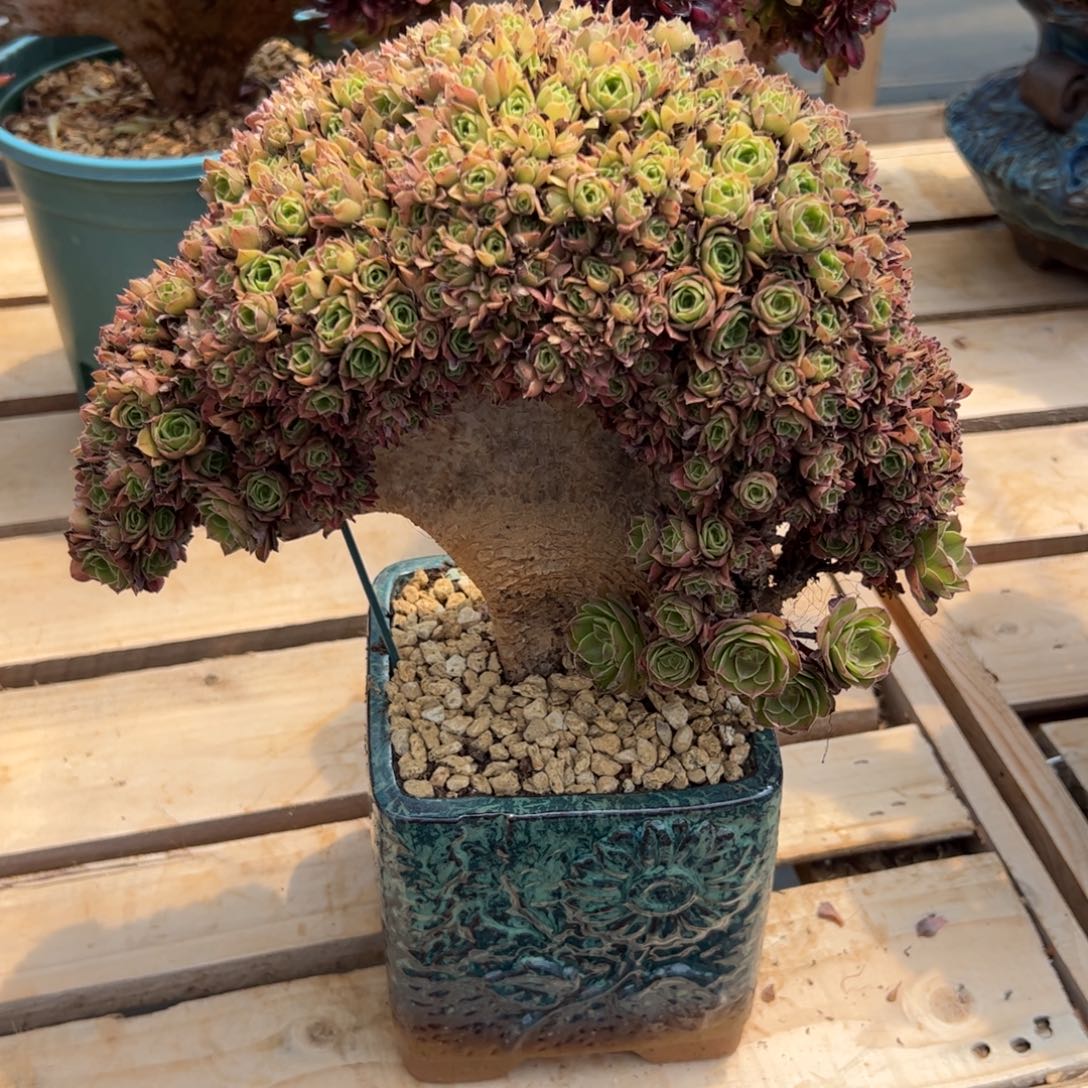 海***姐万圣节朵朵缀化小精品瑕疵