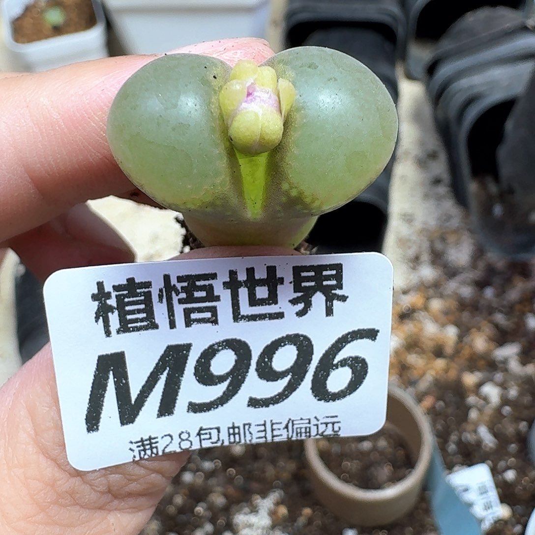 多肉植物的润泽地c