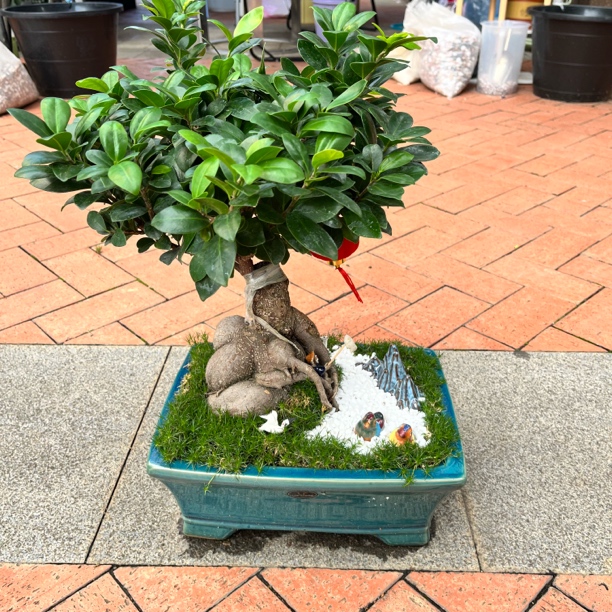 瓷花盆小叶榕树盆栽花卉绿植盆景