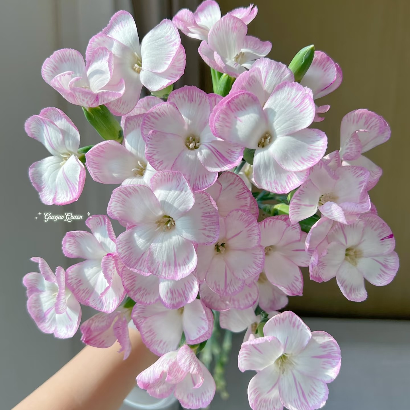 【清菡多头康乃馨】不包邮一个运费任意拍 云南鲜花基地直发