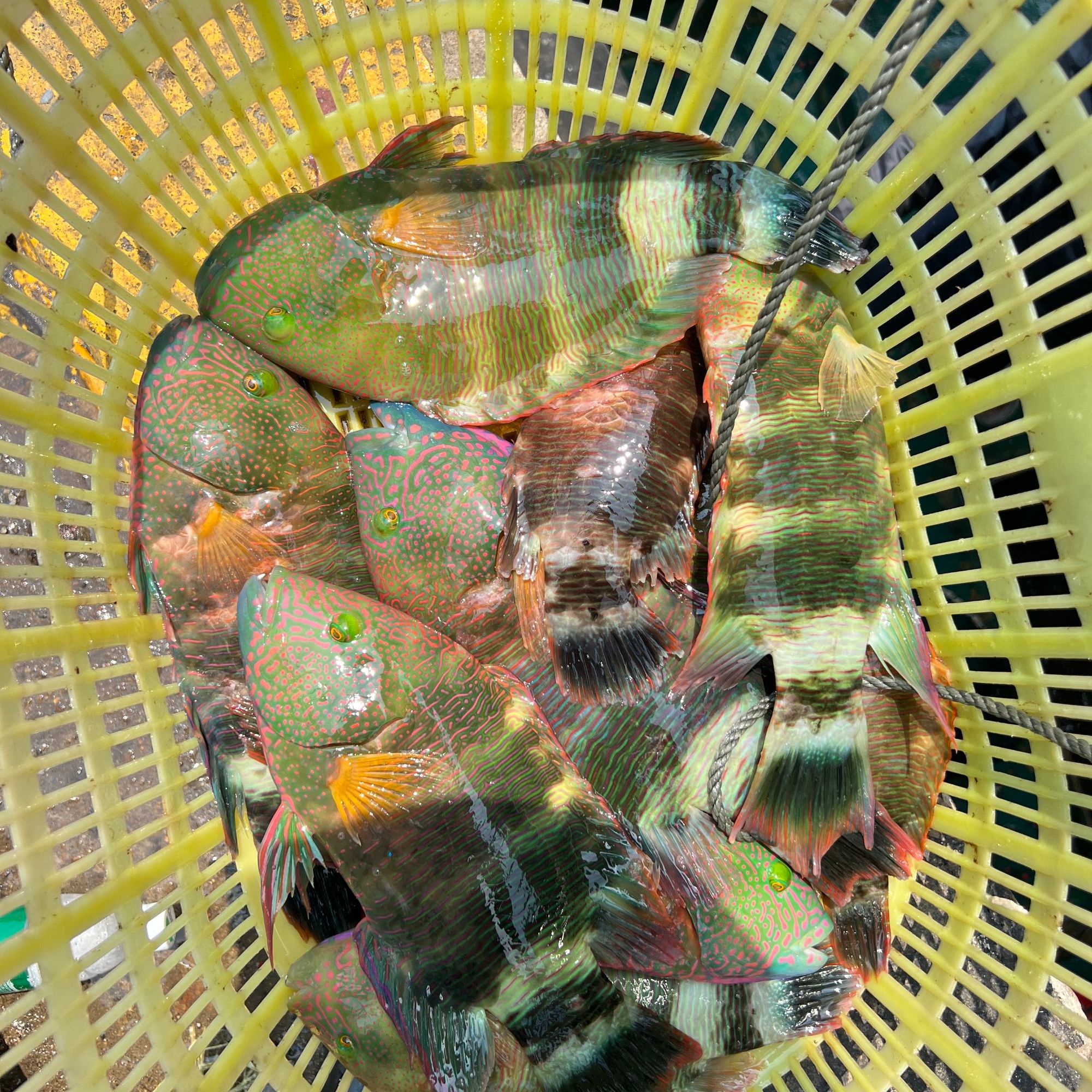 西沙南沙 蓝骨彩梅  健康美食