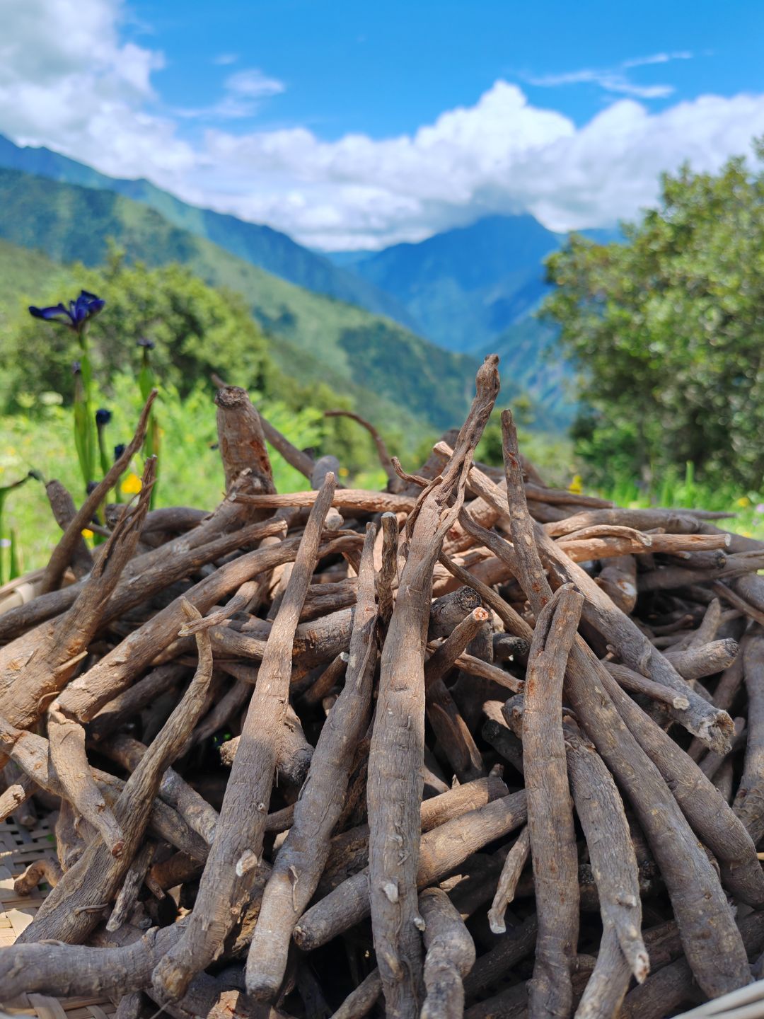 现收藏区土当归炖汤煮水香甜软糯不苦涩当季无硫自然晒干（中大条）