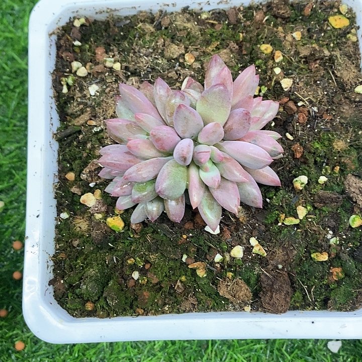 @**哥虞美人4头虎哥带盆