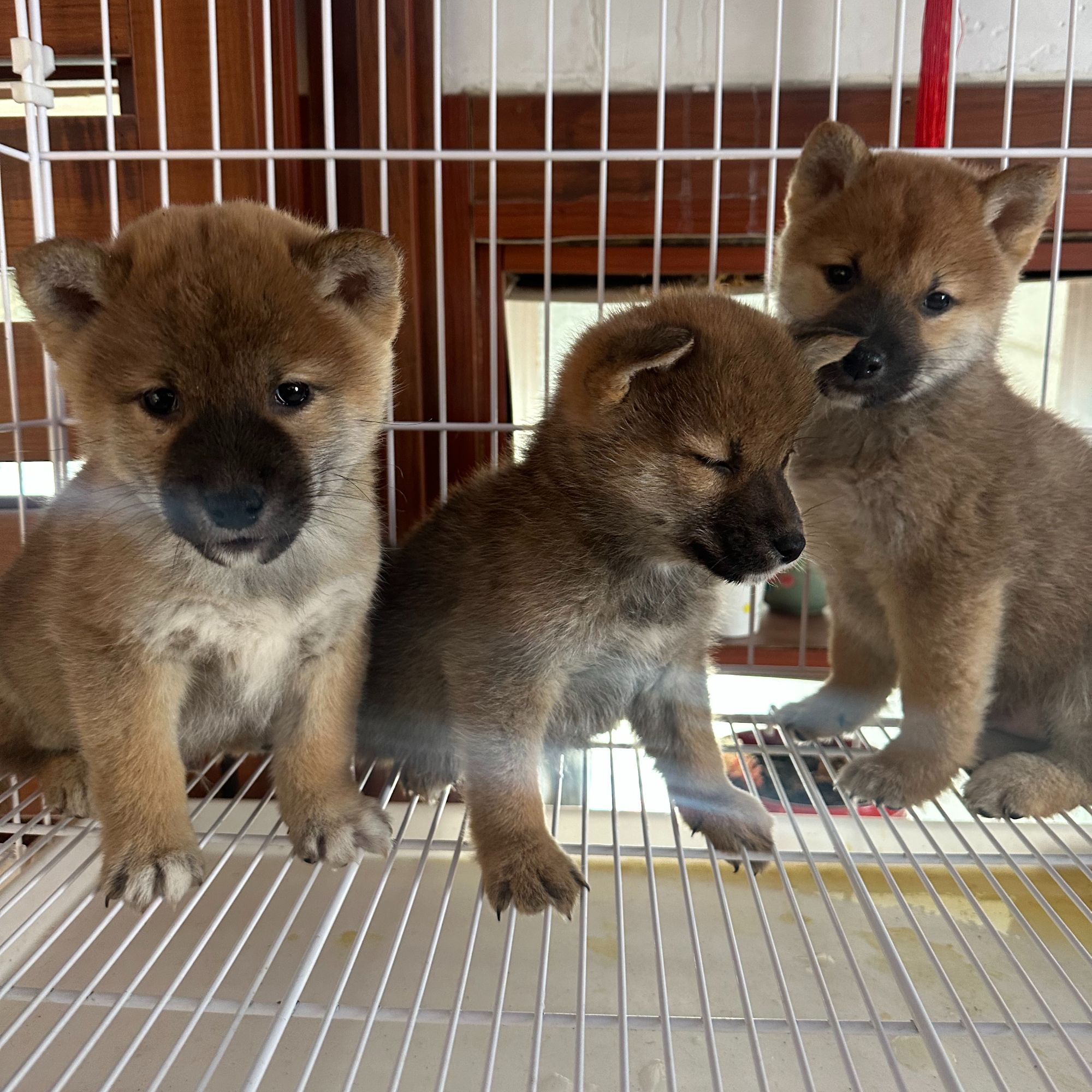 柴犬活体已扎2针疫苗