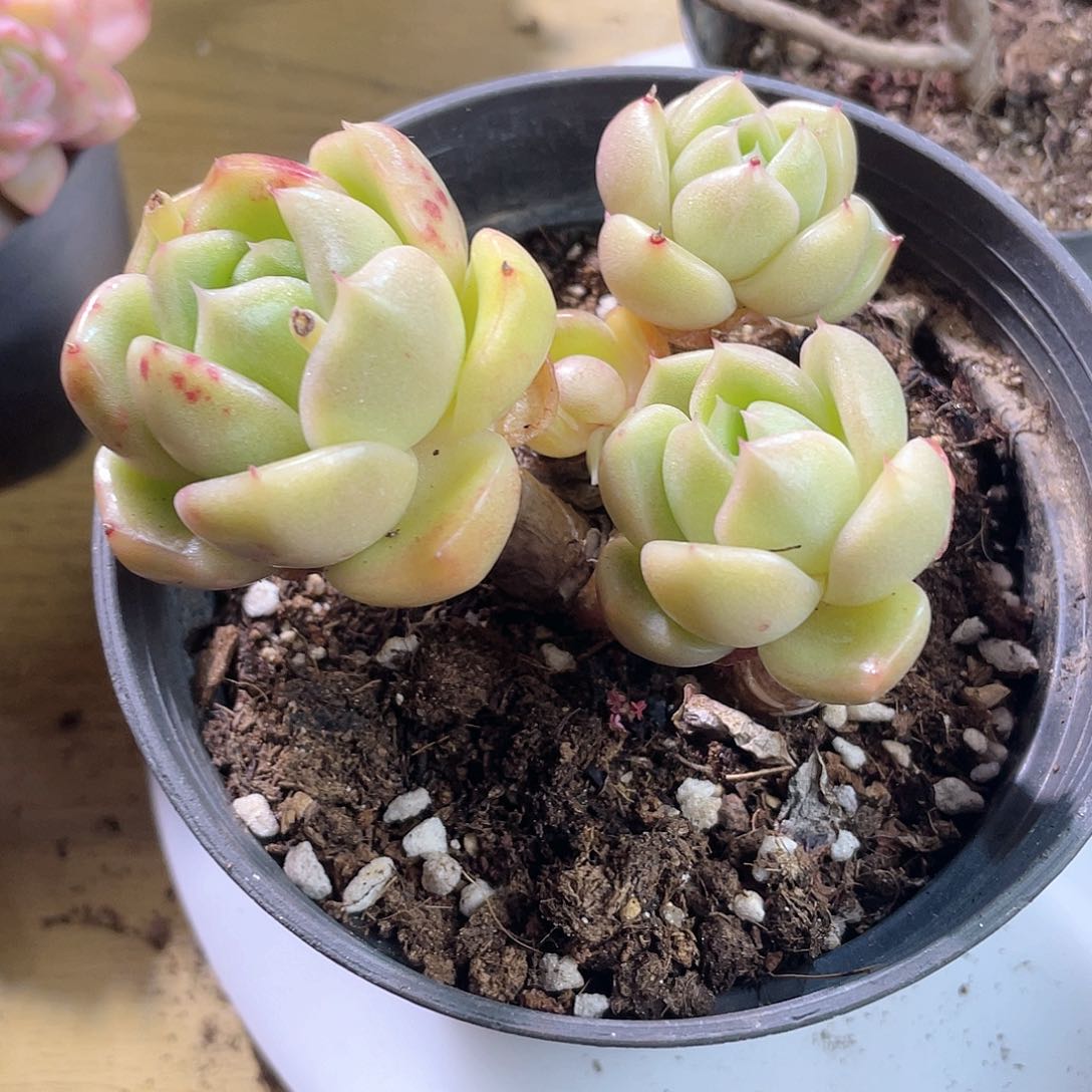 0915  冰城  六月六