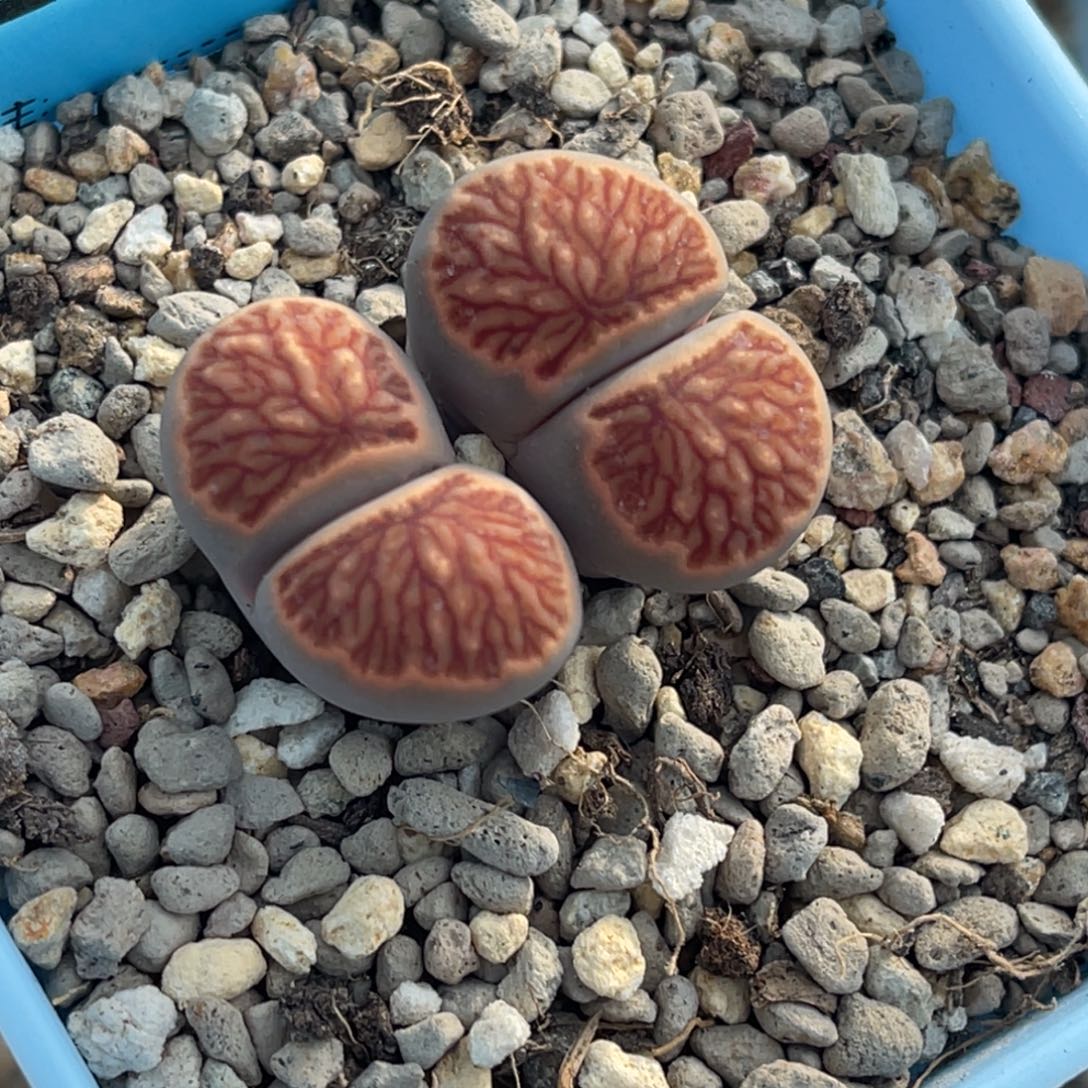 9747双头血管红窗菊一颗