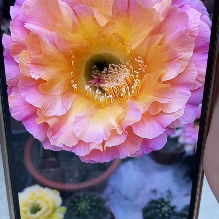 彩草1-200号6.5公分左右