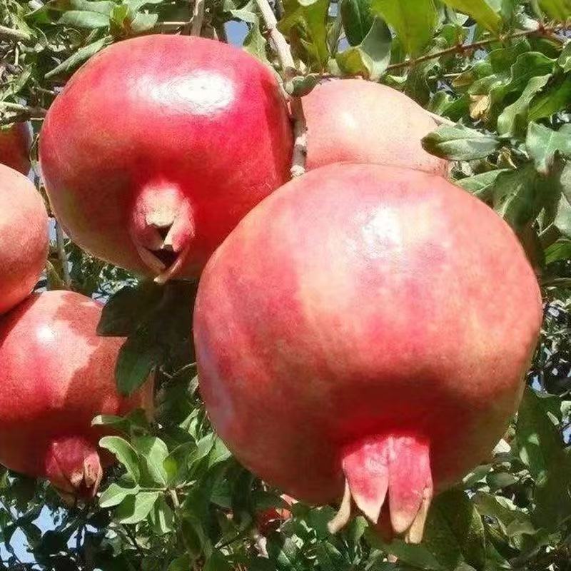 大红袍石榴树苗矮化石榴树突尼斯软籽石榴无籽榴树果树苗