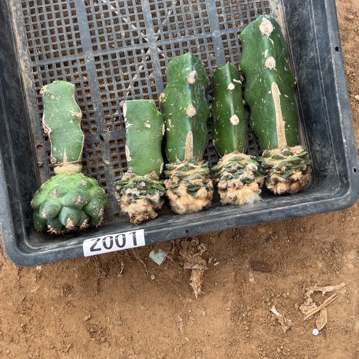 牡丹象牙仙人球2001号