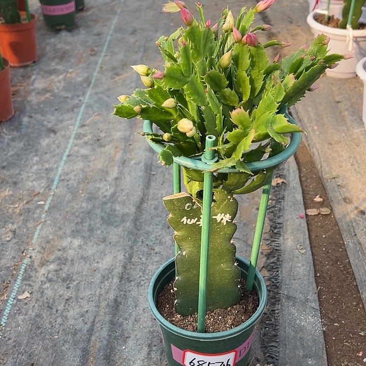 小***庄双色重瓣蟹爪兰6857