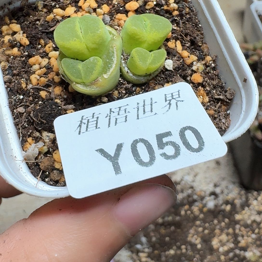 050号多肉植物哇f f