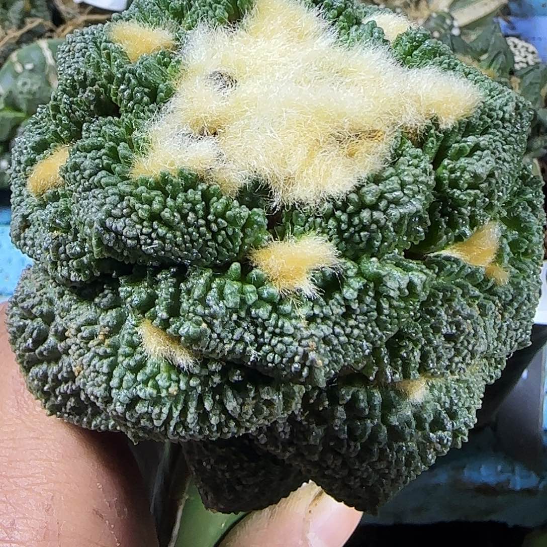 龟甲哥690仙人球开花