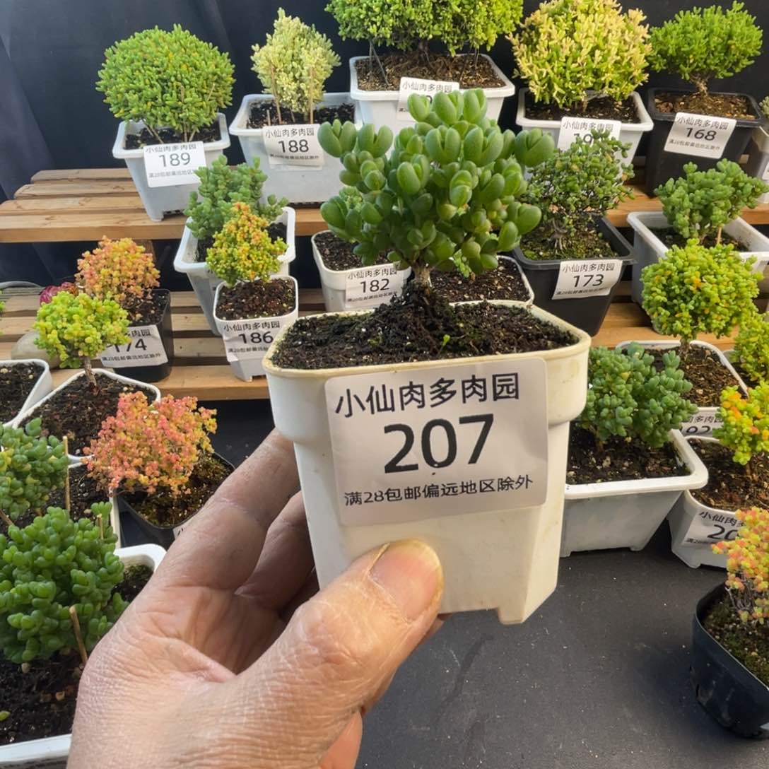 207枝干番杏8口盆元宝