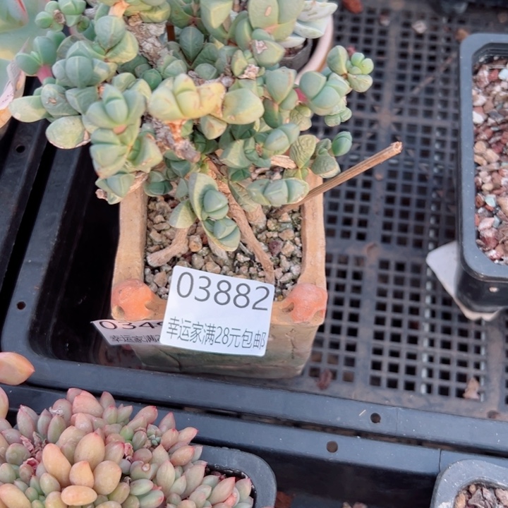 幸运的是我还没遇到你