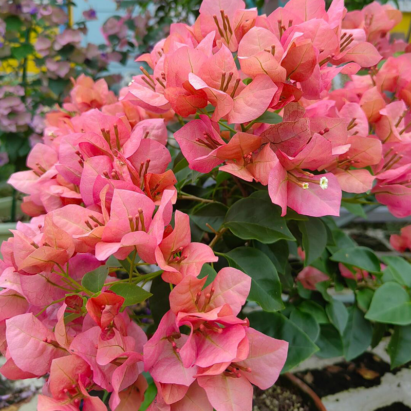 不甜西瓜【一物一拍】三角梅阳台庭院摆放花卉新手桌面植物