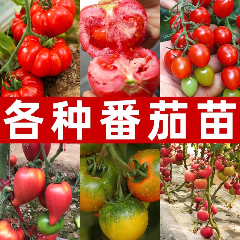 大粉番茄西红柿秧苗粉红沙瓤西红柿种籽番茄秧苗盆栽阳台蔬菜秧苗